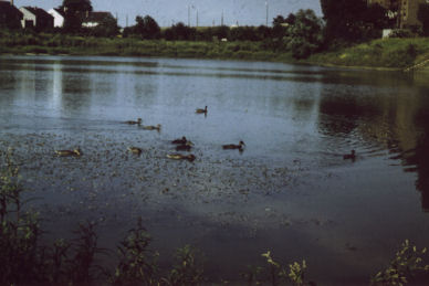 Der Stengelhof-Weiher im Jahre 1970